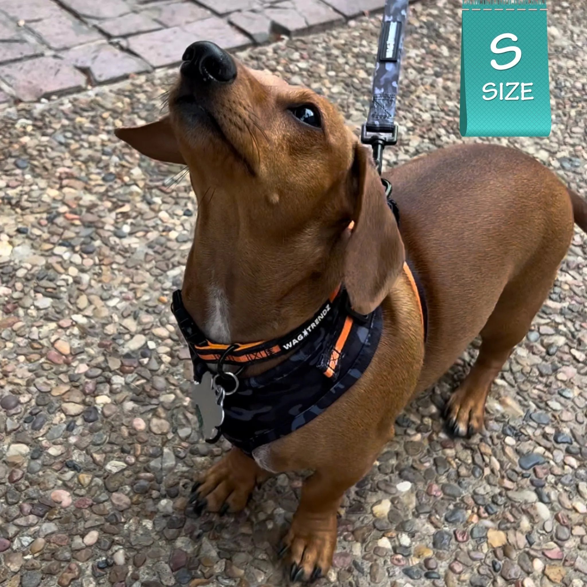 Dog Collar, Harness and Leash Set | Camo Chic (SHēk) Orange